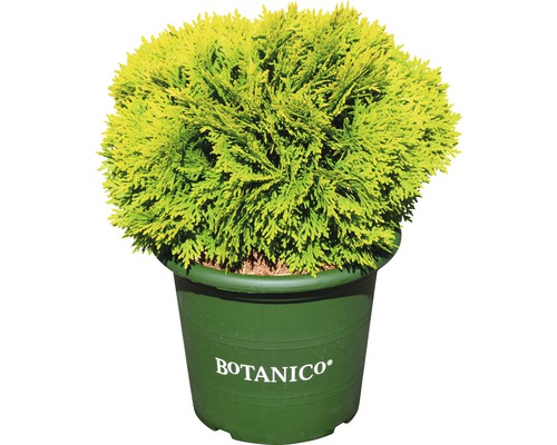 Tuja žltá západná Botanico Thuja occidentalis 'Mirjam'® V 25-30 cm kvetináč 3,7 l Guľovitý cyprus v kvetináči s logom Botanico