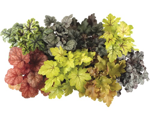 Rôzne rastliny Heuchera s listami