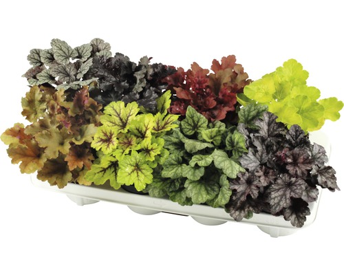 Rôzne rastliny Heuchera v podnose