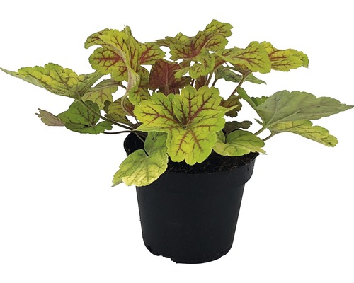 Heuchera v kvetináči