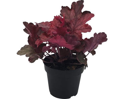 Heuchera rastlina v čiernom kvetináči