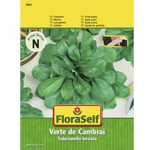 Poľníček 'Verte de Cambrai' FloraSelf výsevný pás-thumb-0