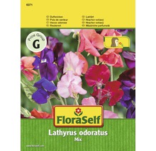 FloraSelf Hrachor voňavý Lathyrus odoratus zmes semien