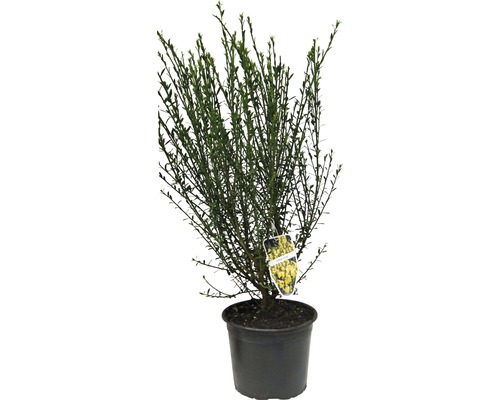 Prútnatec metlovitý žltý FloraSelf Cytisus scoparius 'Luna' výška 40-60 cm kvetináč 2 l Janovec v kvetináči