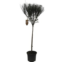 Na obrázku je tvarovaný strom v kvetináči.