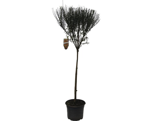 Prútnatec metlovitý na kmeni 60 cm FloraSelf Cytisus scoparius 'La Coquette' celková výška 80-100 cm kvetináč 4 l žltooranžový Na obrázku je tvarovaný strom v kvetináči.