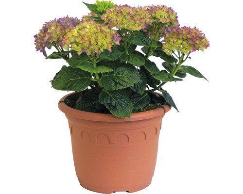 Hortenzia v kvetináči