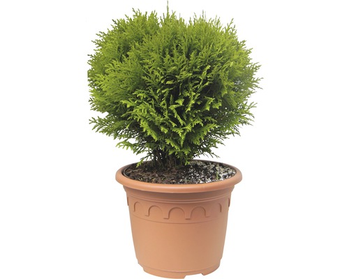 Tuja, tuja západná guľa FloraSelf Thuja occidentalis „Danica“ 30-40 cm kvetináč 8 l