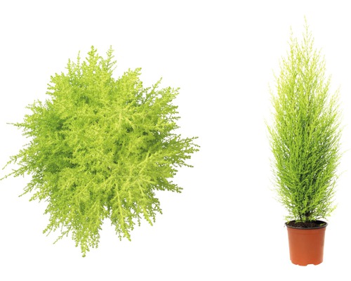 Dve rastliny Chamaecyparis lawsoniana Columnaris Gold, jedna zhora a jedna v kvetináči