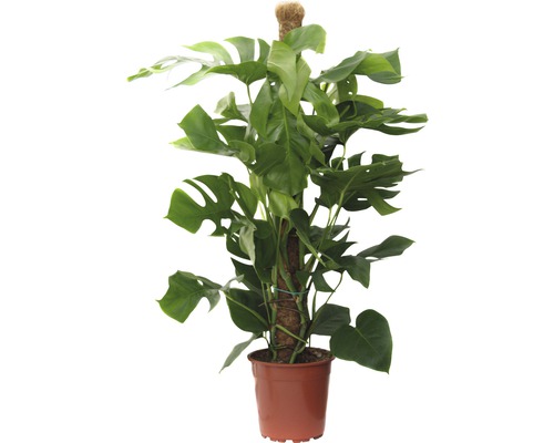 Monstera skvostná FloraSelf Monstera deliciosa výška 110-120 cm kvetináč Ø 24 cm