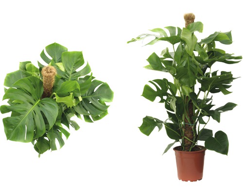 Dva pohľady na izbovú rastlinu Monstera v kvetináči s oporou