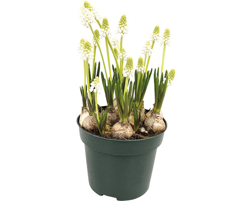 Kvetináč s bielymi modricami