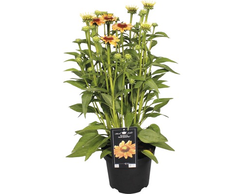 Echinacea červená Echinacea kultivary 'Mooodz Sympathy' výška 30-40 cm kvetináč 3 l