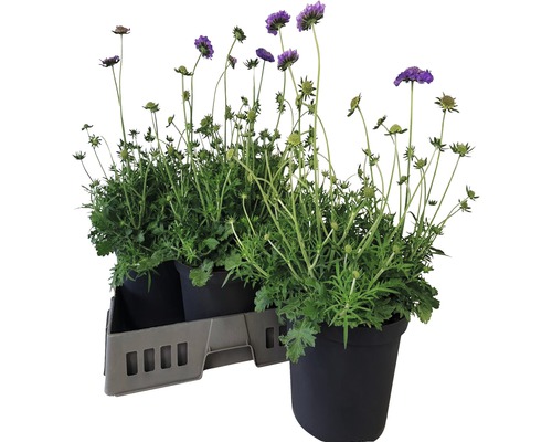 Hlaváč fialový Scabiosa columbaria 'Butterfly Blue' výška 20-35 cm kvetináč 5 l 1 ks Tri sporýše v kvetináči