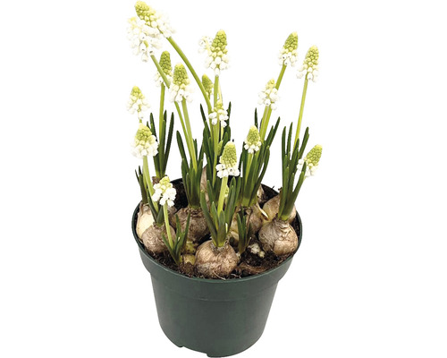 Kvetináč s bielymi modricami