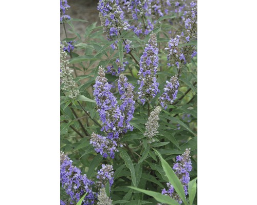 Vitex jahňací Vitex agnus castus 'Delta Blues' ® výška 40-50 cm kvetináč 4,5 l