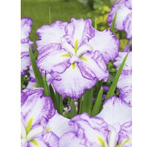 Detail kvetu kosatca s bielymi okvetnými lístkami a fialovými okrajmi