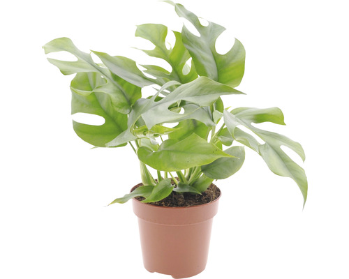 Monstera FloraSelf Monstera minima výška 15-30 cm kvetináč Ø 12 cm