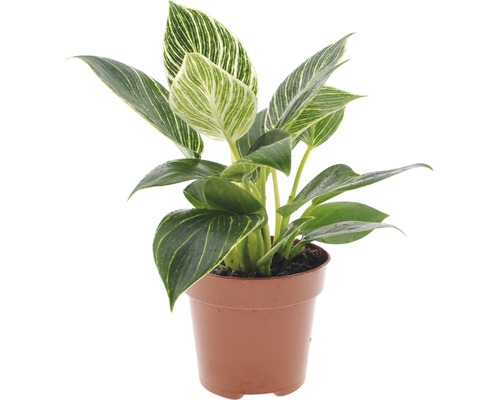 Filodendron FloraSelf Philodendron 'White Wave' výška 30-40 cm kvetináč Ø 12 cm