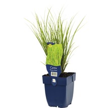 Okrasná tráva Carex Phoenix Green v kvetináči