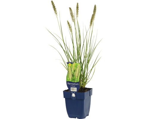 Perovec psiarkovitý FloraSelf Pennisetum alopecuroides 'Hameln 5-60 cm kvetináč 0,5 l Dochan klasnatý v kvetináči
