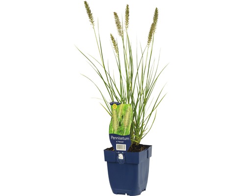 Perovec psiarkovitý FloraSelf Pennisetum alopecuroides 'Hameln 5-60 cm kvetináč 0,5 l