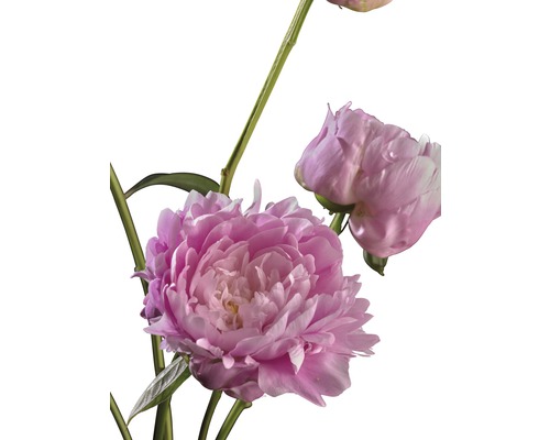 Pivonka čínska FloraSelf Paeonia lacitfolia kvetináč 3,5 l svetloružová