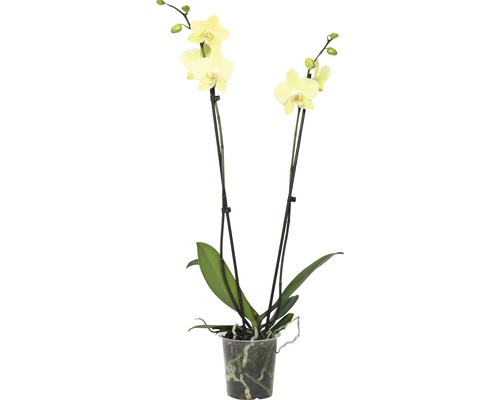 Žltá orchidea v kvetináči