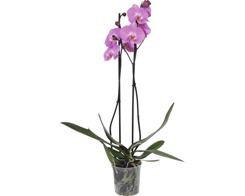 Orchidey