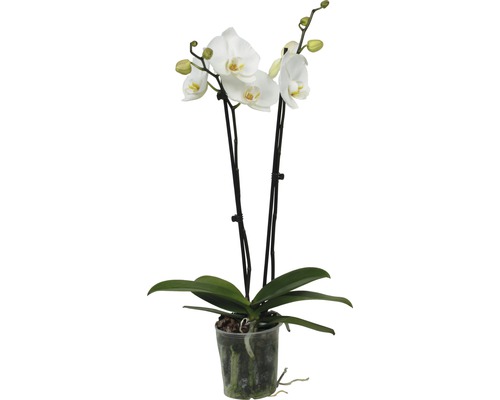 Biela orchidea v kvetináči