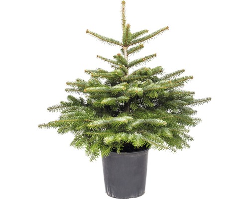 Vianočný stromček v kontajneri jedľa kaukazská 60-80 cm Abies Nordmanniana vhodný na výsadbu, kvetináč 5,5 l Vianočný stromček v kontajneri jedľa kaukazská 60-80 cm Abies Nordmanniana vhodný na výsadbu, kvetináč 5,5 l