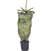 Kaukazská jedľa v kvetináči so sieťou