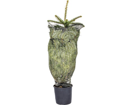 Kaukazská jedľa v kvetináči so sieťou