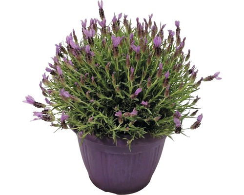 Levanduľa korunkatá na kmienku FloraSelf Lavandula stoechas výška 25 cm kvetináč Ø 25 cm Levanduľa v kvetináči