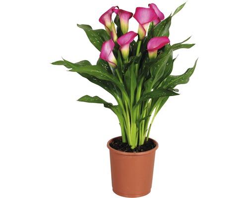 Kala, kornútica FloraSelf Zantedeschia 'Zazu' 40-45 cm kvetináč Ø 13 cm ružová