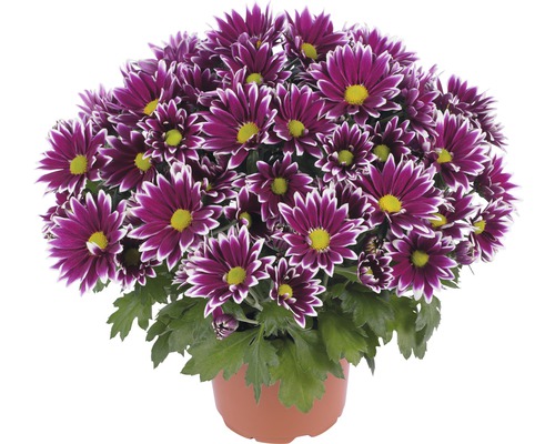 Chryzantéma FloraSelf Chrysanthemum indicum 'Ciao' kvetináč Ø 12 cm