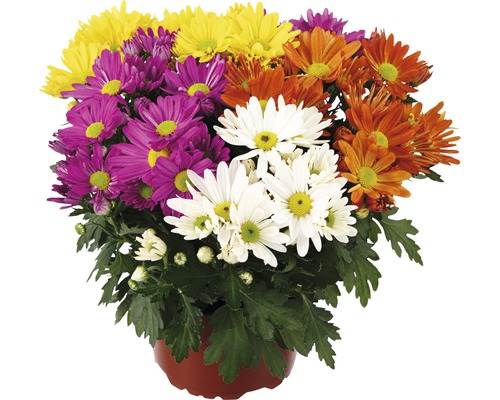 Chryzantéma mix FloraSelf Chrysanthemum indicum kvetináč Ø 23 cm 1 ks, rôzne druhy