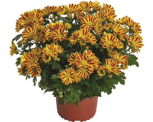 Chryzantéma FloraSelf Chrysanthemum indicum 'Hoi Hoi' kvetináč Ø 12 cm