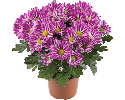 Chryzantéma FloraSelf Chrysanthemum indicum 'Artistic Armin' kvetináč Ø 12 cm