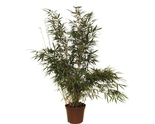 Bambus, fargesie FloraSelf Fargesia robusta 'Campbell' výška 80-100 cm kvetináč 7,5 l Bambusová rastlina v kvetináči