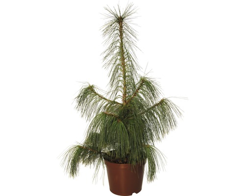 Borovica Schwerinova FloraSelf Pinus schwerinii výška 60-80 cm kvetináč 7,5 l