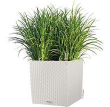 Vysoká tráva v hranatom kvetináči