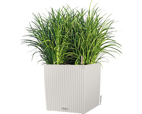 Vysoká tráva v hranatom kvetináči