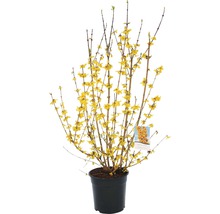 Zlatovka v kvetináči