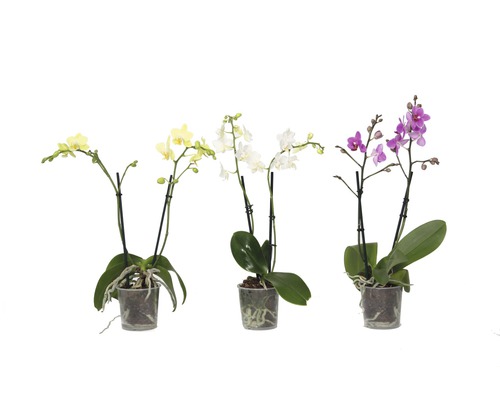Tri mini orchidey v kvetináčoch