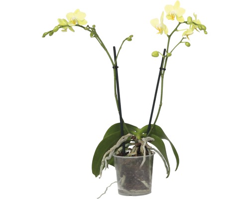 Motýlia orchidea FloraSelf Phalaenopsis multiflora výška 35-45 cm v kvetináči Ø 9 cm 2 laty 1 ks, rôzne farby