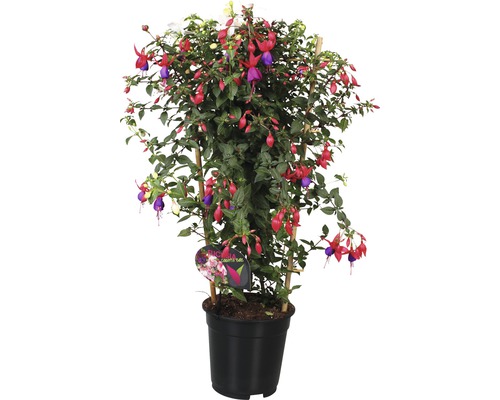 Fuchsia dvojfarebná FloraSelf Fuchsia kultivar kvetináč Ø 19 cm 1 ks, rôzne druhy