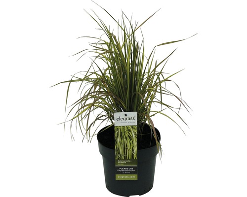 Smlz ostrokvetý FloraSelf Calamagrostis x acutiflora 'Eldorado' 10-80 cm kvetináč 3 l