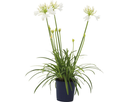 Kalokvet africký biely FloraSelf Agapanthus africanus 'Amourette' výška cca 40-50 cm kvetináč Ø 17 cm