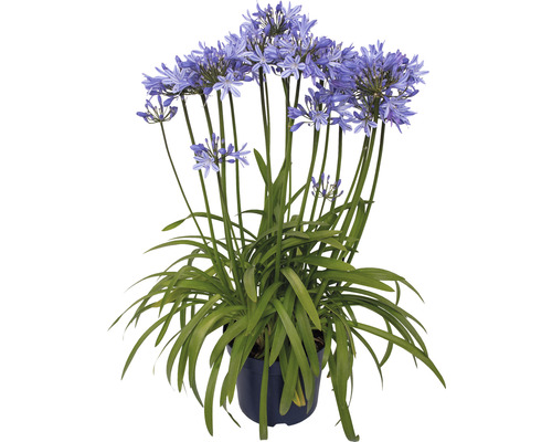 Kalokvet FloraSelf Agapanthus africanus 'Amourette Superb' celková výška cca 40-50 cm kvetináč Ø 17 cm modrá